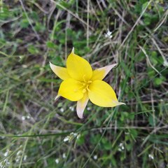 Tulipa sylvestris australis