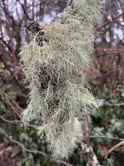 Usnea subfloridana