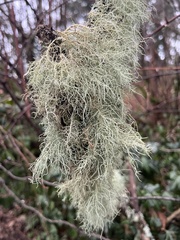 Usnea subfloridana