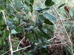 Jasminum didymum racemosum