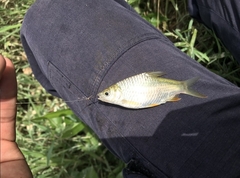 Barbonymus gonionotus