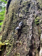 Polycarmes punctatissimus