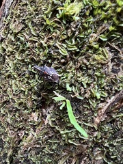 Polycarmes punctatissimus