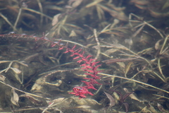Rotala rotundifolia