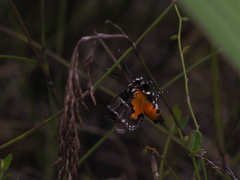 Hecatesia fenestrata