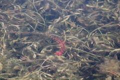 Rotala rotundifolia
