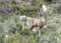 Hippocamelus antisensis