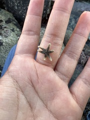 Leptasterias hexactis