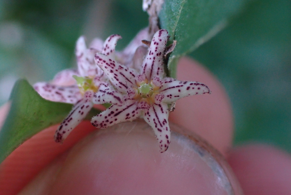 Ruehssia trivirgulata