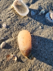 Aplidium stellatum