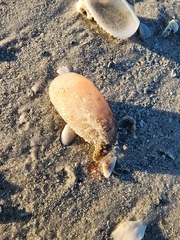 Aplidium stellatum