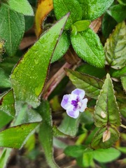 Torenia