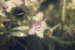 Rotala rotundifolia
