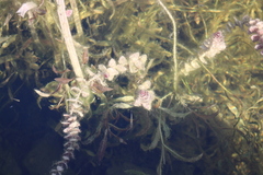 Rotala rotundifolia