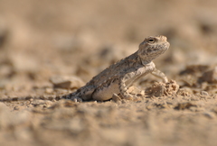 Phrynocephalus helioscopus