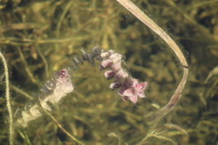 Rotala rotundifolia