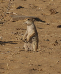 Spermophilopsis leptodactyla