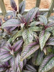 Strobilanthes auriculata dyeriana