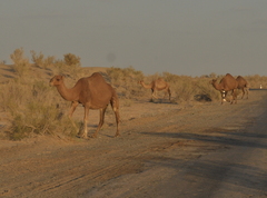 Camelus dromedarius