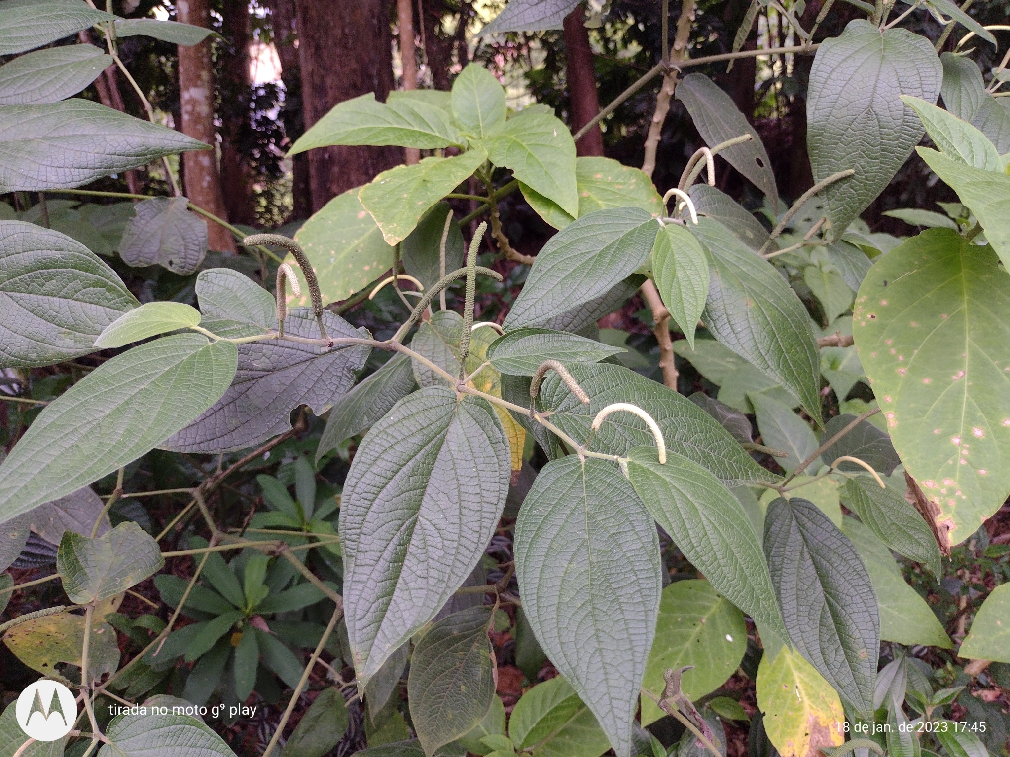 Piper mollicomum