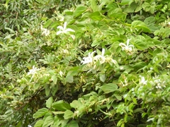Bauhinia forficata