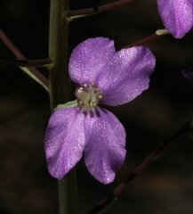 Stylidium violaceum