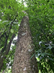 Ceiba speciosa