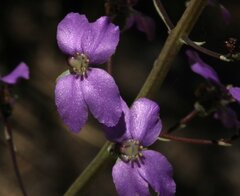 Stylidium violaceum