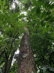 Ceiba speciosa