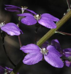 Stylidium violaceum