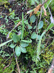 Micranthes integrifolia