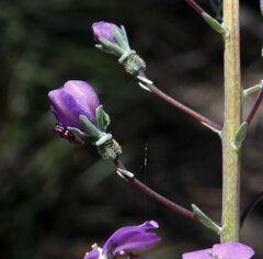 Stylidium violaceum