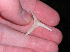 Diodon hystrix