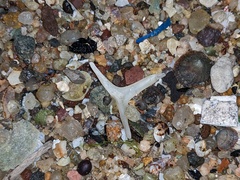 Diodon hystrix