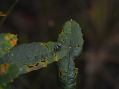 Euryattus bleekeri