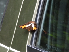 Adelpha malea
