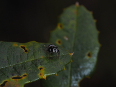 Euryattus bleekeri