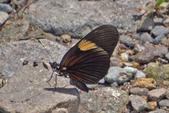 Castilia perilla