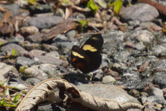 Castilia perilla