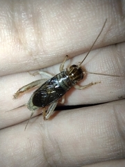 Anurogryllus