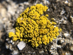 Candelariella rosulans