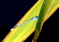 Enallagma praevarum
