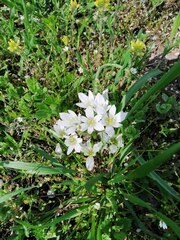 Ornithogalum fimbriatum