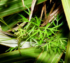 Anisotome filifolia