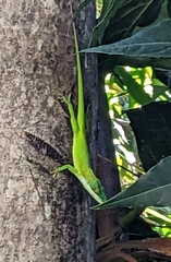 Anolis allisoni