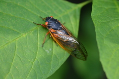 Magicicada septendecim