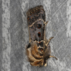 Proteuxoa sanguinipuncta