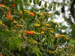 Combretum fruticosum