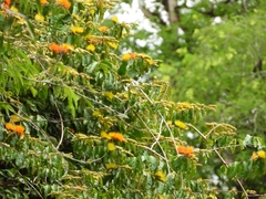 Combretum fruticosum