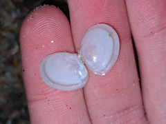 Tellinidae